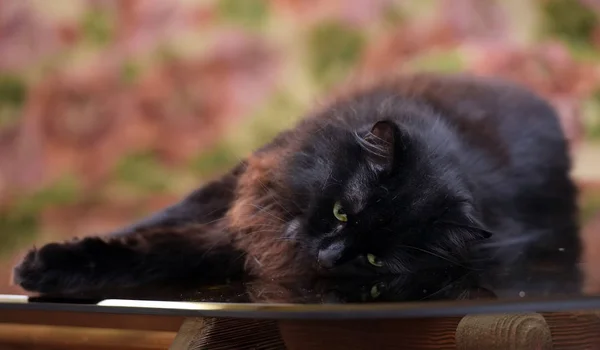 Gyönyörű bolyhos, fekete macska feküdt egy üveg asztalra — Stock Fotó