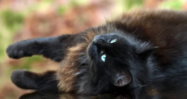 Beau chat noir moelleux est couché sur une table en verre — Photo