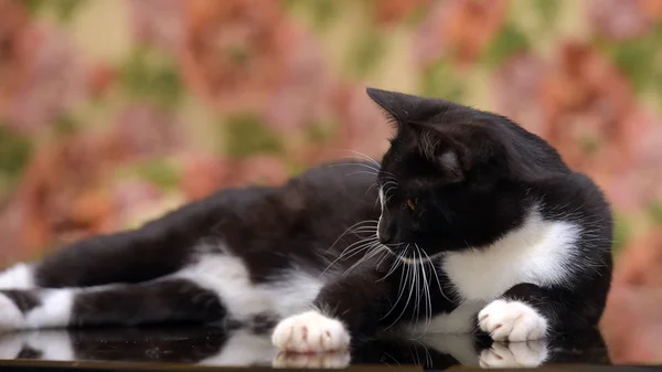 Negro con blanco lindo gato —  Fotos de Stock