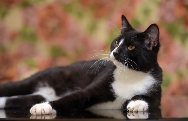 Preto com branco bonito gato — Fotografia de Stock