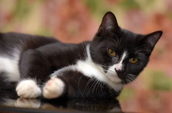 Preto com branco bonito gato — Fotografia de Stock