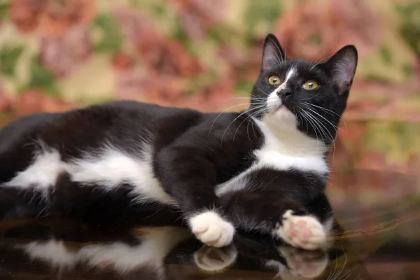Чорний з білим милим котом — стокове фото