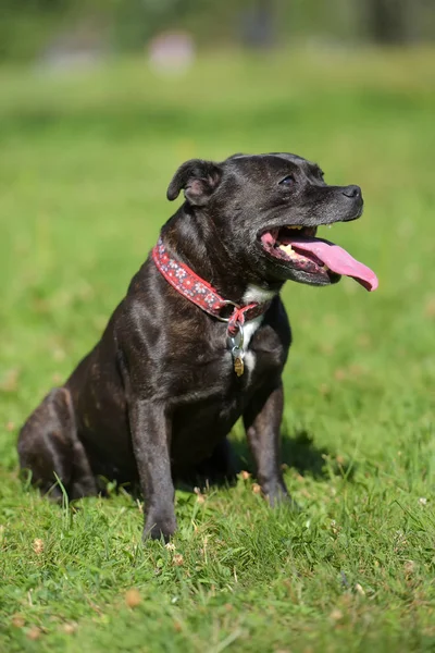 Angielski Staffordshire bull terrier na zielonej trawie — Zdjęcie stockowe