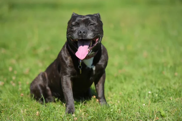 Inglês staffordshire touro terrier na grama verde — Fotografia de Stock