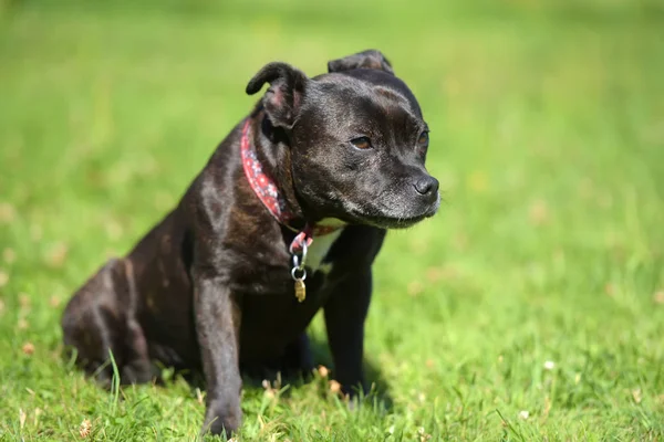 Inglese staffordshire bull terrier su erba verde — Foto Stock