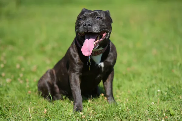 English staffordshire bull terrier on green grass — Stock Photo, Image