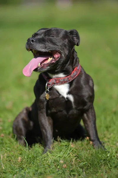 Inglês staffordshire touro terrier na grama verde — Fotografia de Stock