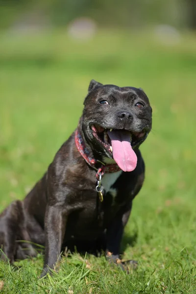 English staffordshire bull terrier on green grass — Stock Photo, Image