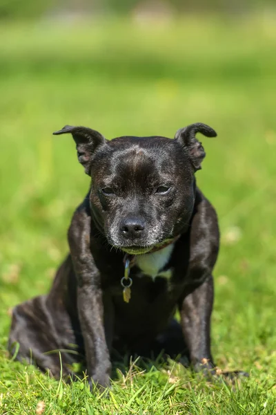 Inglês staffordshire touro terrier na grama verde — Fotografia de Stock