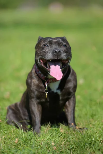 English staffordshire bull terrier on green grass — Stock Photo, Image
