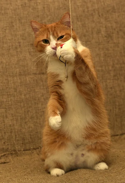 Ginger plump cat lies plays catches — Stock Photo, Image