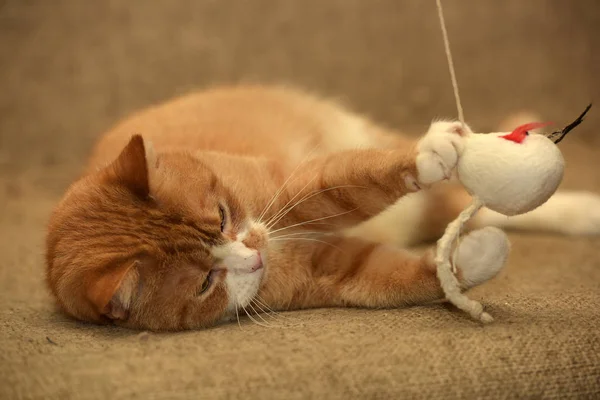 Ginger gato gordo mentiras joga capturas — Fotografia de Stock