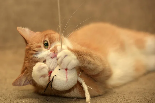 Ginger plump cat lies plays catches — Stock Photo, Image