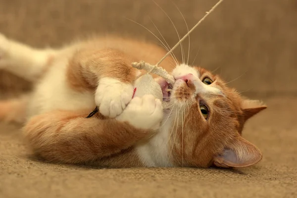 생강 통통한 고양이 거짓말 연극 캐치 — 스톡 사진