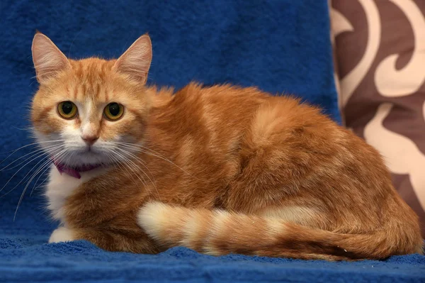 Rot mit einer weißen Katze im Halsband auf blauem Hintergrund — Stockfoto