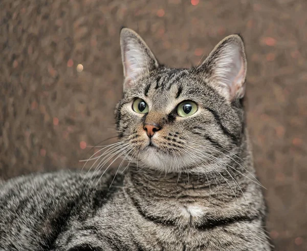Retrato europeu de gato de curta distância — Fotografia de Stock