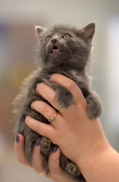 손에 러시아어 푸른 새끼 고양이 — 스톡 사진