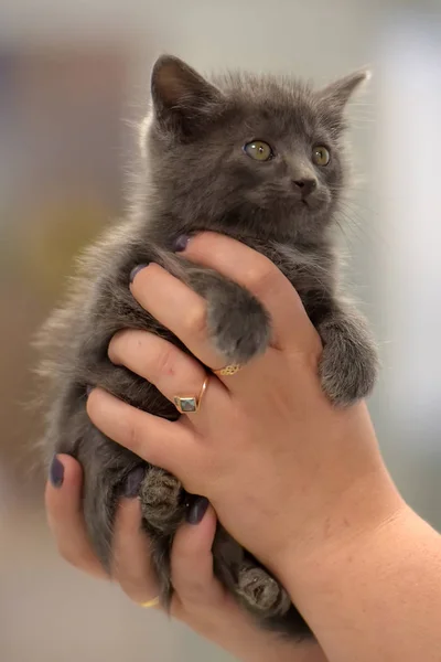 Ruso azul gatito en manos — Foto de Stock