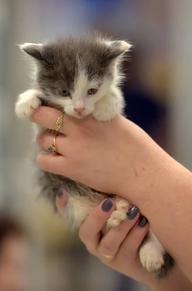 Cute little gray with white kitten — Stock Photo, Image