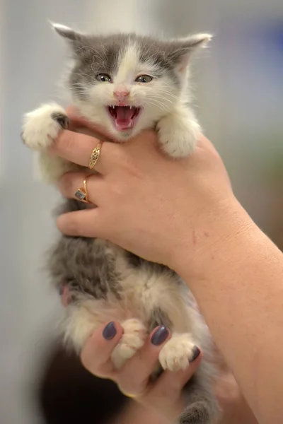 Beyaz kedi yavrusu ile sevimli küçük gri — Stok fotoğraf