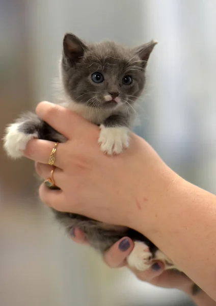 Cute little gray with white kitten — Stock Photo, Image