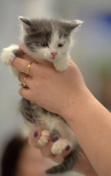 Cute little gray with white kitten — Stock Photo, Image