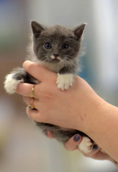 Cute little gray with white kitten — Stock Photo, Image