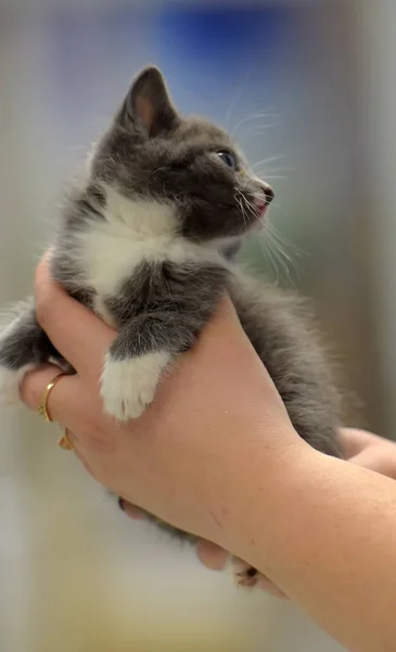 Cute little gray with white kitten — Stock Photo, Image