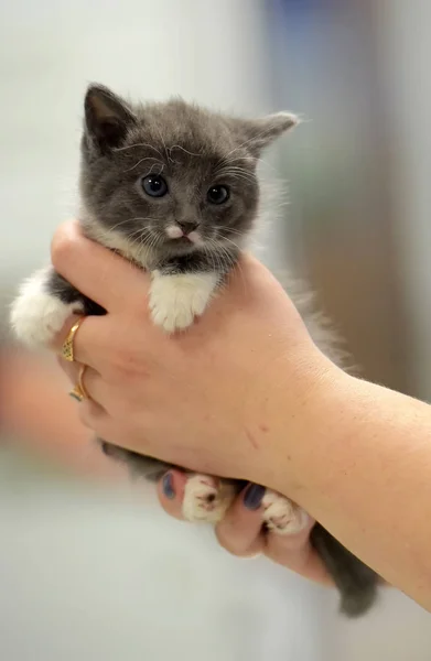 흰색 새끼 고양이와 귀여운 작은 회색 — 스톡 사진