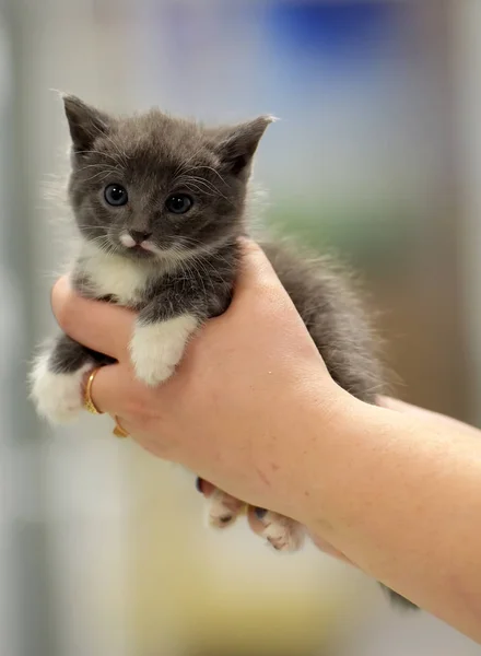 Cute little gray with white kitten — Stock Photo, Image