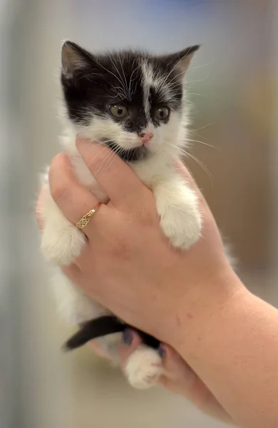 귀여운 작은 흑백 고양이 — 스톡 사진