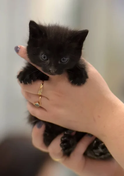 Carino piccolo gattino nero — Foto Stock