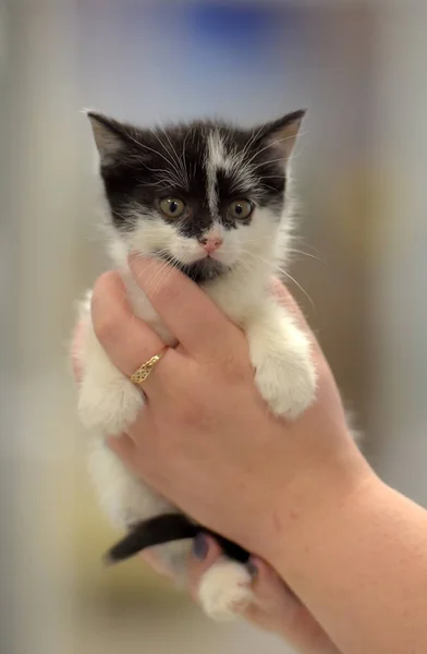 Cute little black and white kitten — Stock Photo, Image