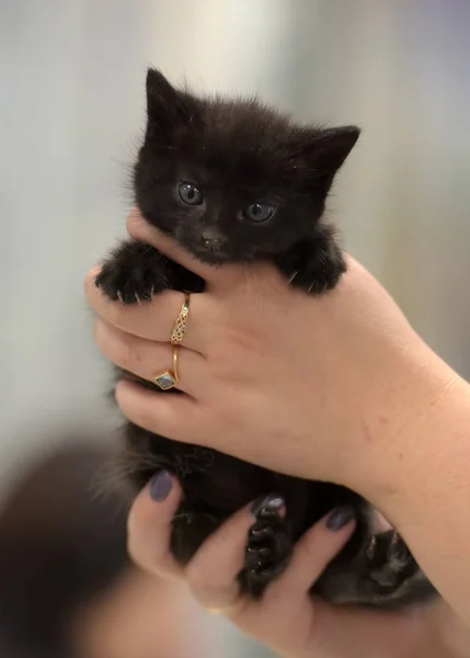 Carino piccolo gattino nero — Foto Stock