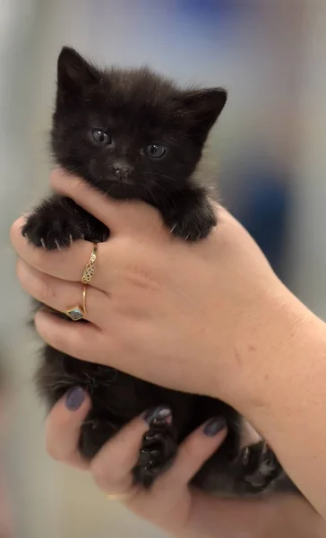 Lindo gatito negro — Foto de Stock