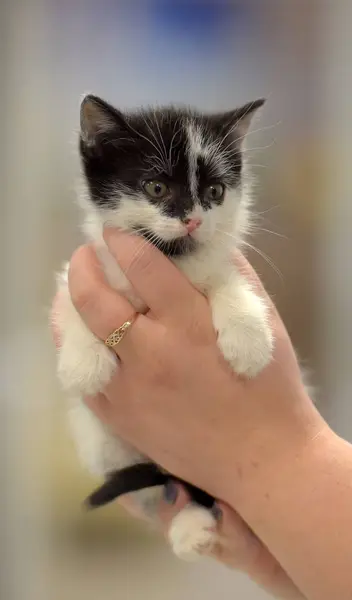 Cute little black and white kitten — Stock Photo, Image