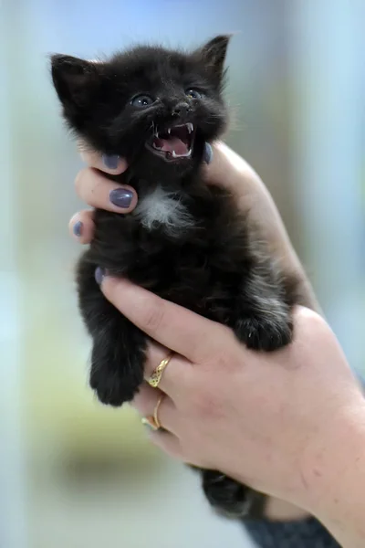 Leuk weinig zwart katje — Stockfoto