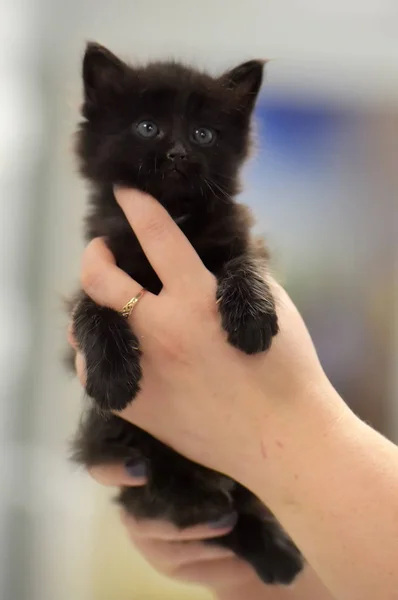 Cute little black kitten — Stock Photo, Image