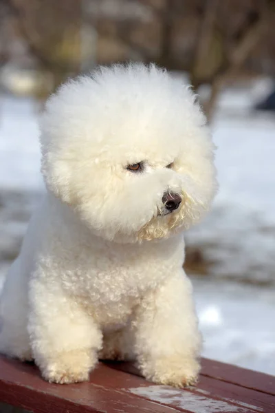 Bichon frize razza colore bianco — Foto Stock