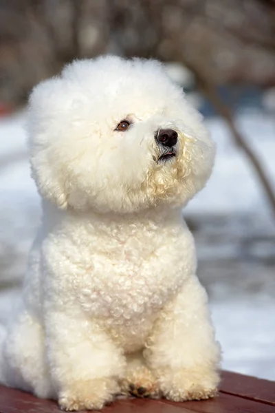 Bichon frize raça cor branca — Fotografia de Stock