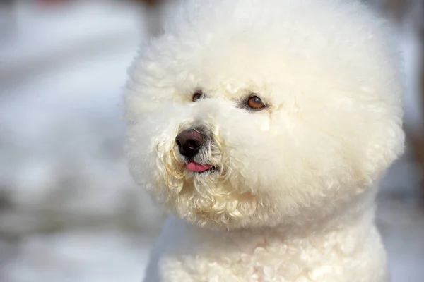 Bichon frize Rasse weiße Farbe — Stockfoto