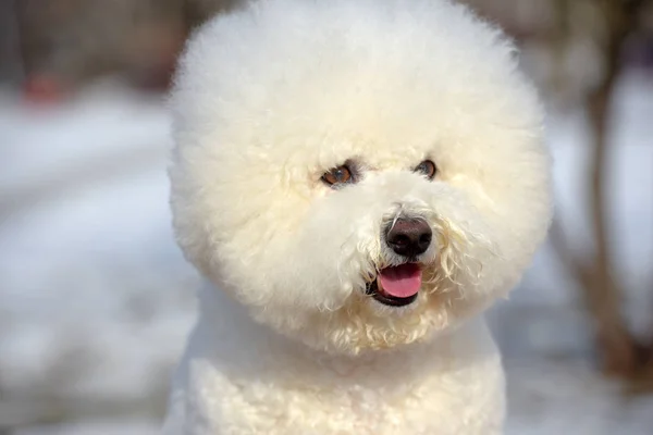 Bichon frize razza colore bianco — Foto Stock