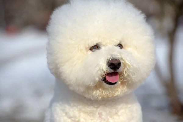 Bichon Frisé rasen vit färg — Stockfoto