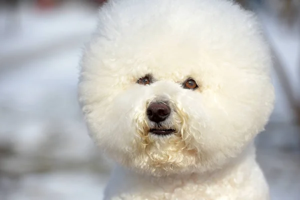 Bichon frize raça cor branca — Fotografia de Stock