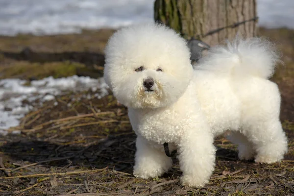 Bichon frize razza colore bianco — Foto Stock