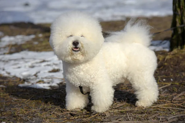 Bichon frize razza colore bianco — Foto Stock