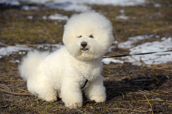 Bichon frize raça cor branca — Fotografia de Stock