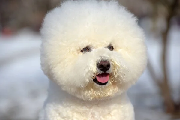 Bichon frize raza blanco color —  Fotos de Stock