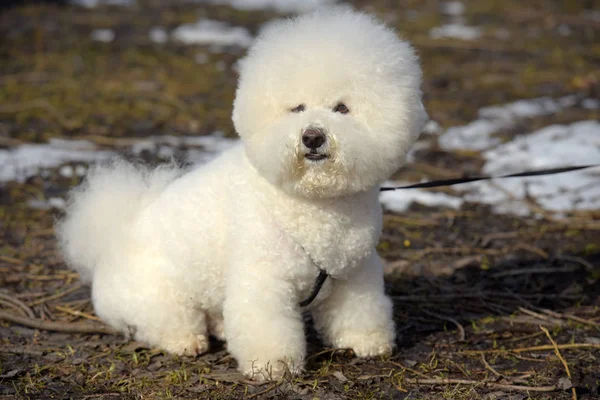 Bichon frize raza blanco color — Foto de Stock