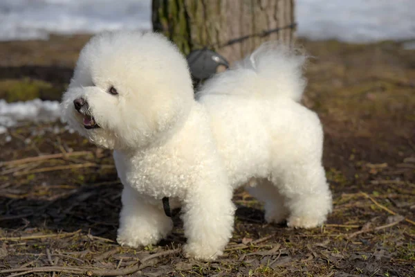 Bichon frize breed  white color — Stock Photo, Image